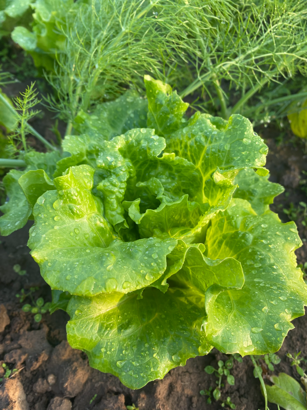 Graines de laitue italienne – Taux de germination ≥ 90 % 🌱