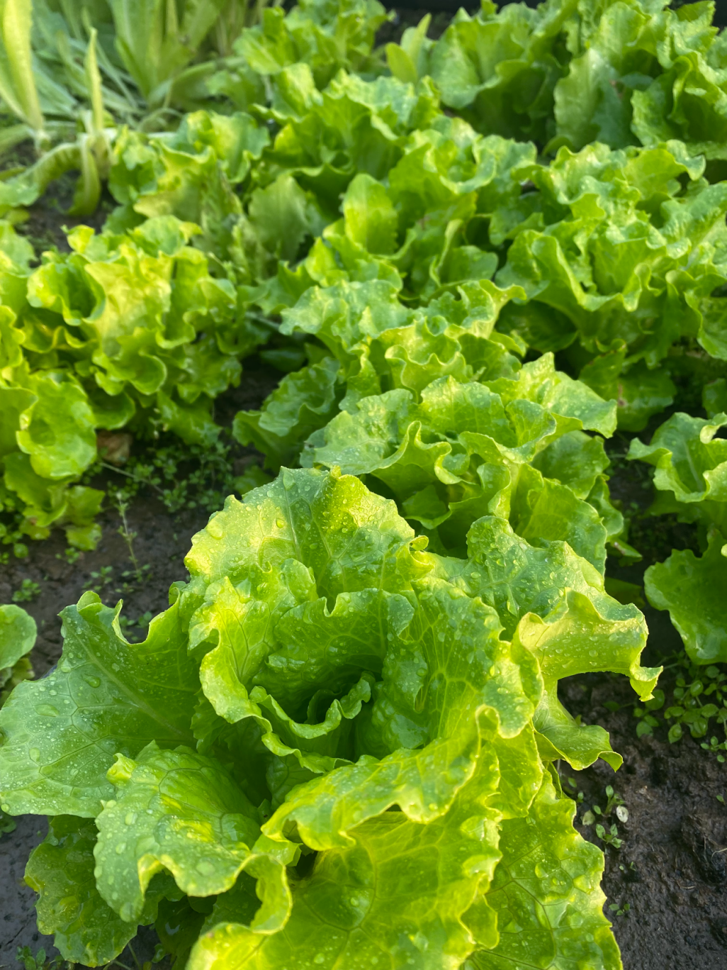 Graines de laitue italienne – Taux de germination ≥ 90 % 🌱
