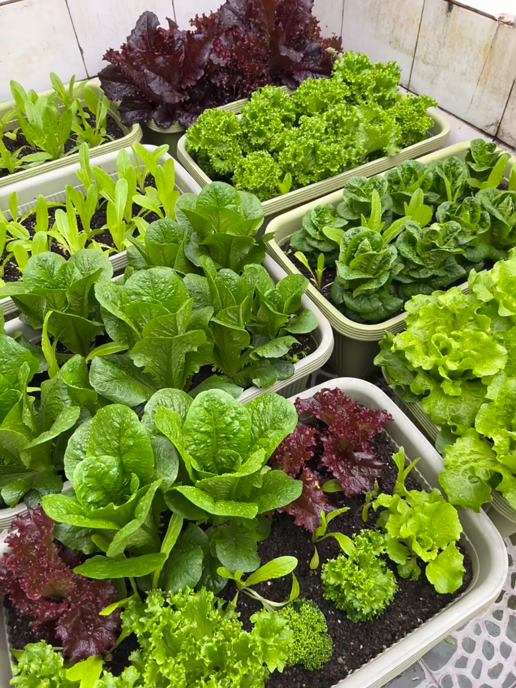 Graines de laitue italienne – Taux de germination ≥ 90 % 🌱