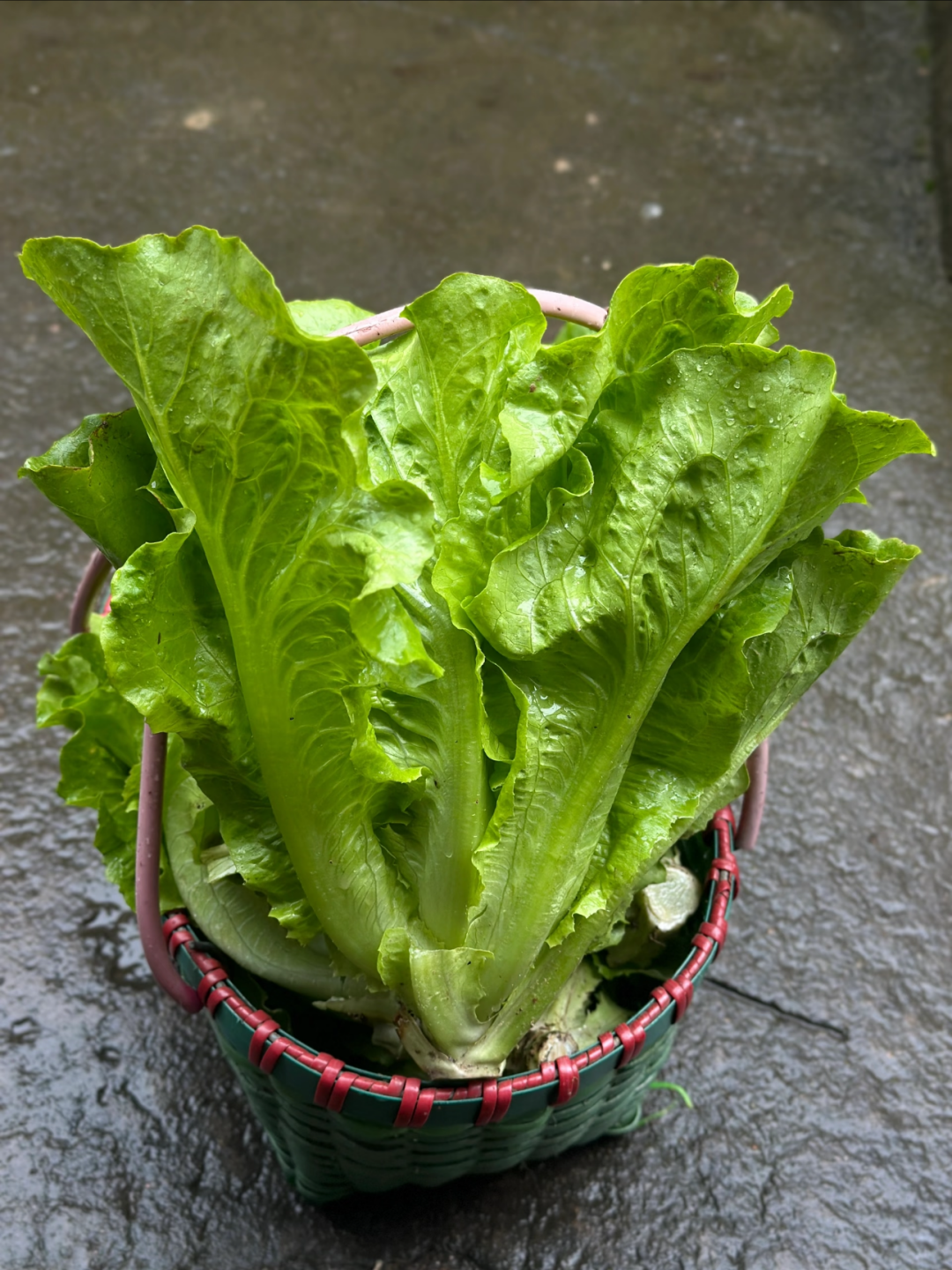 Graines de laitue italienne – Taux de germination ≥ 90 % 🌱