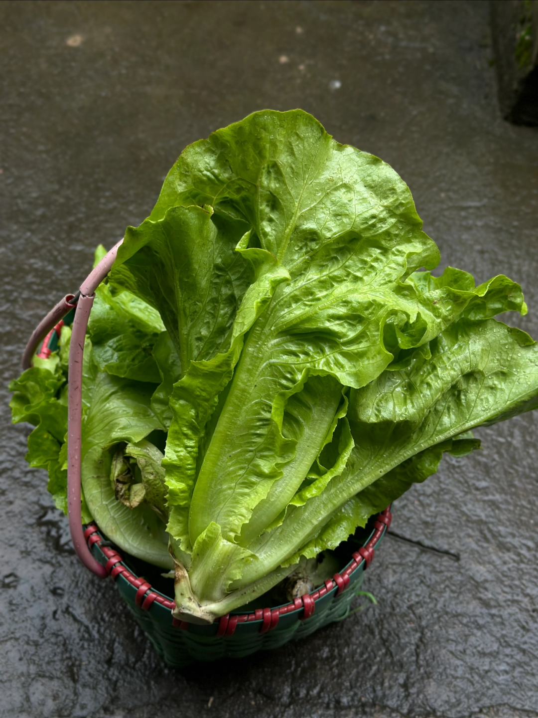 Graines de laitue italienne – Taux de germination ≥ 90 % 🌱