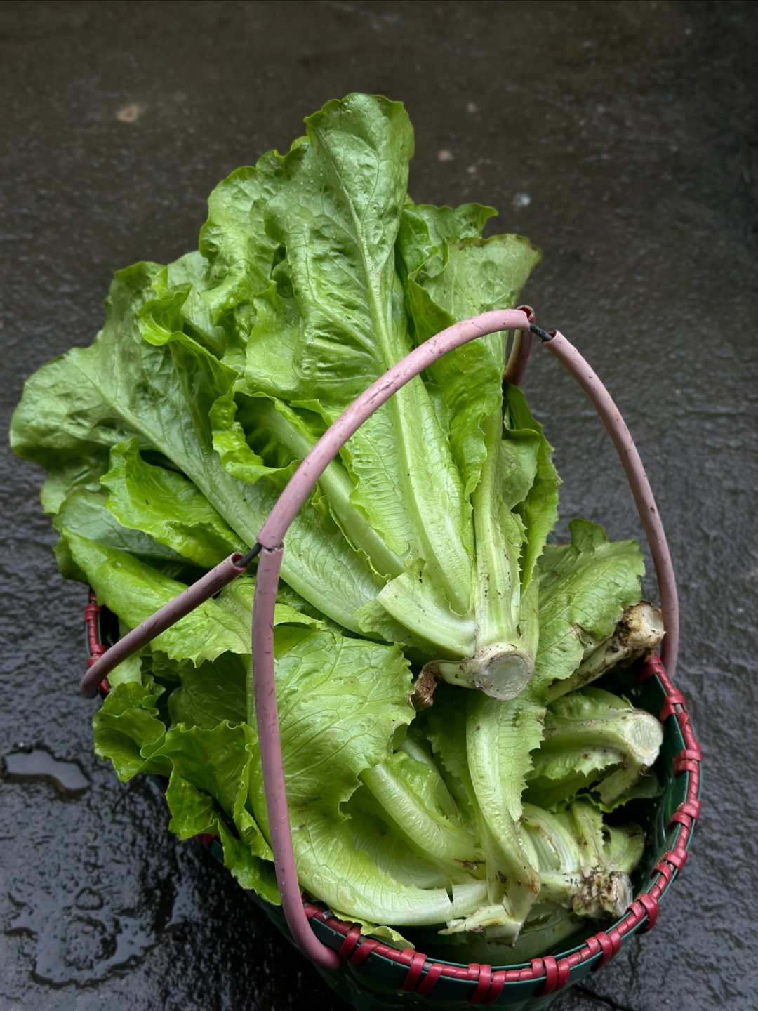 Graines de laitue italienne – Taux de germination ≥ 90 % 🌱