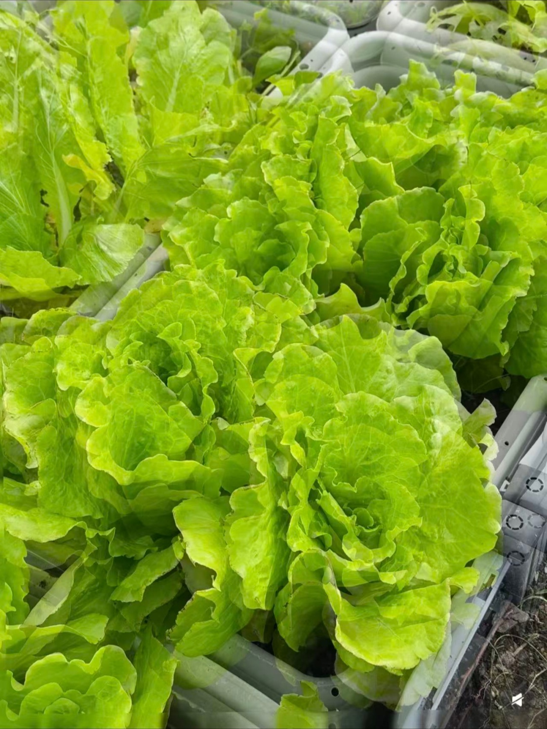 Graines de laitue italienne – Taux de germination ≥ 90 % 🌱