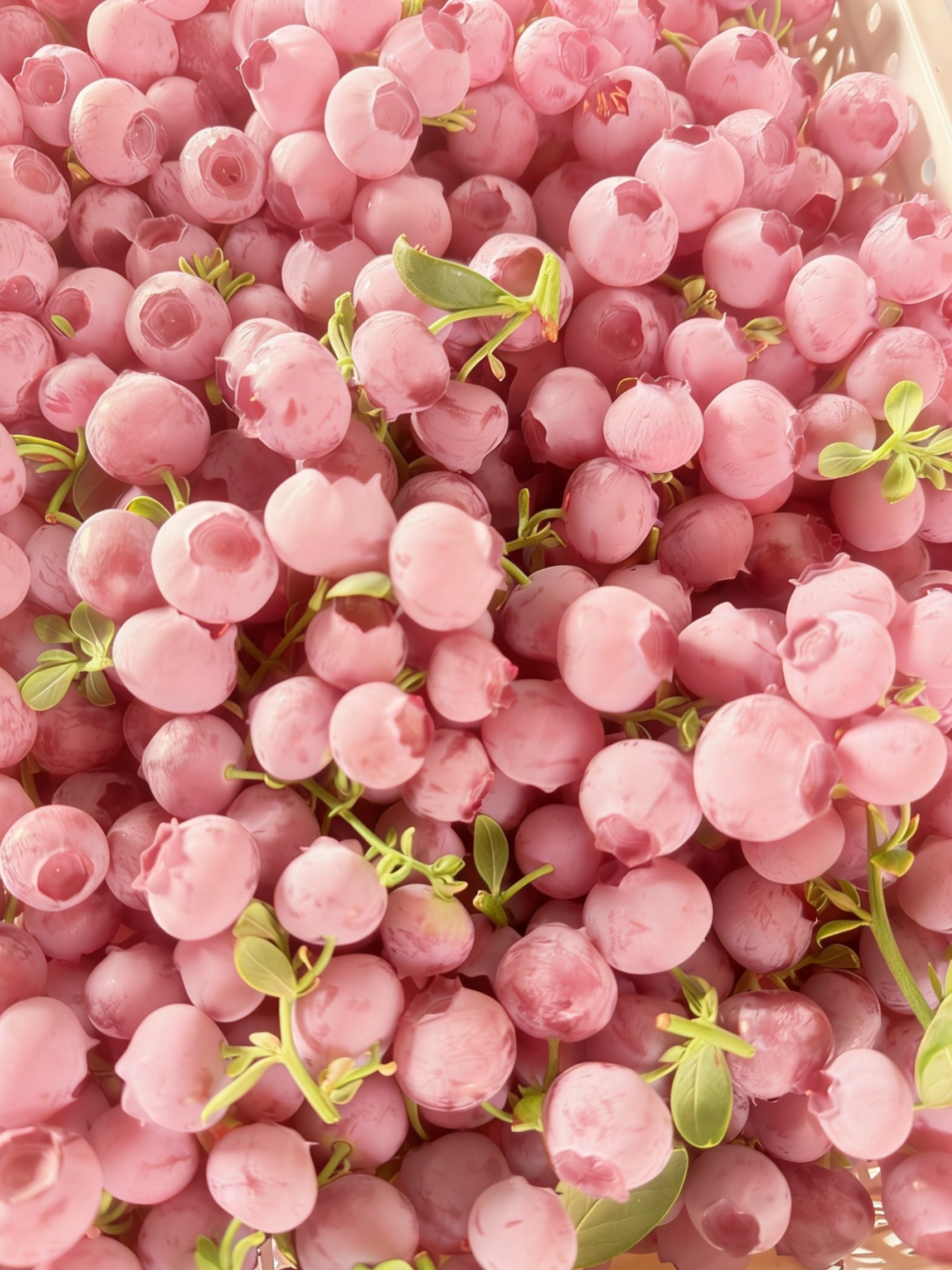 💎 Graines premium de myrtilles roses —— 🌸 Beauté & douceur au rendez-vous