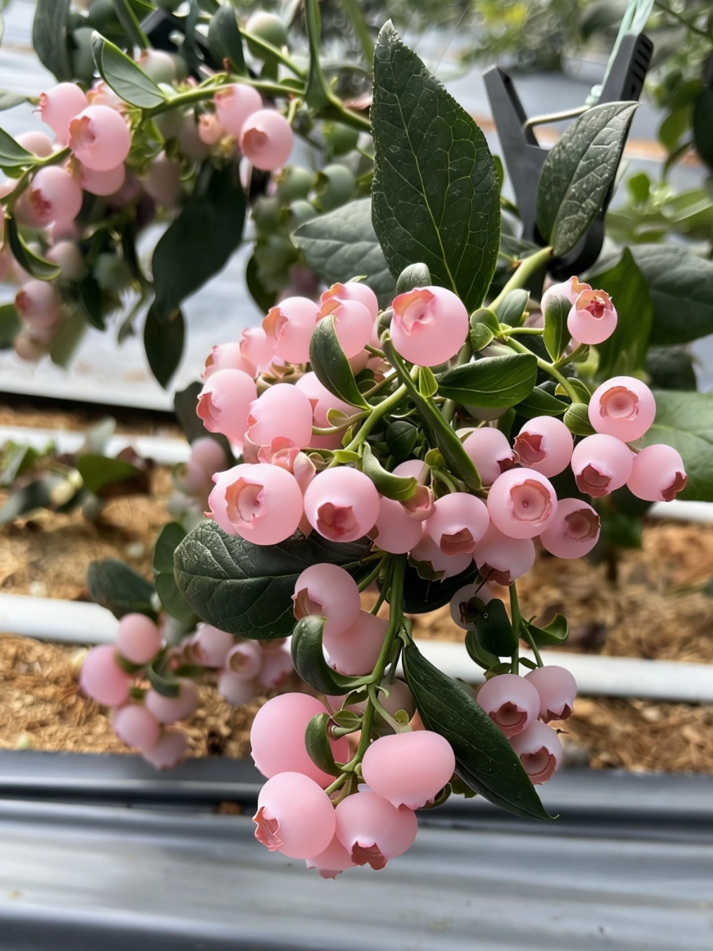 💎 Graines premium de myrtilles roses —— 🌸 Beauté & douceur au rendez-vous