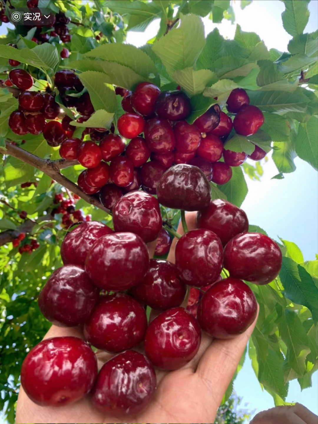 🍒 Graines de Cerises Douces 🌿 99% de Germination