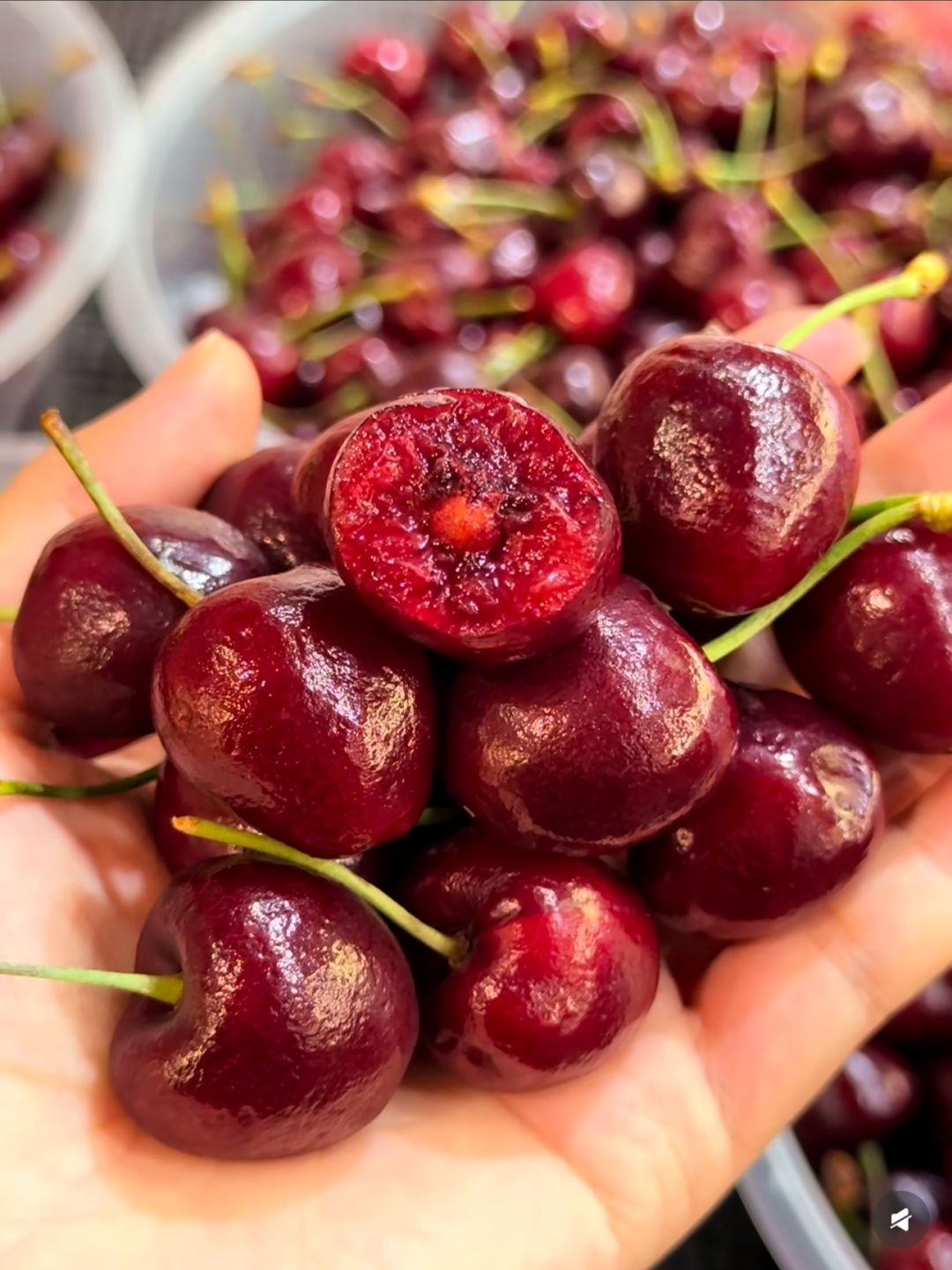 🍒 Graines de Cerises Douces 🌿 99% de Germination