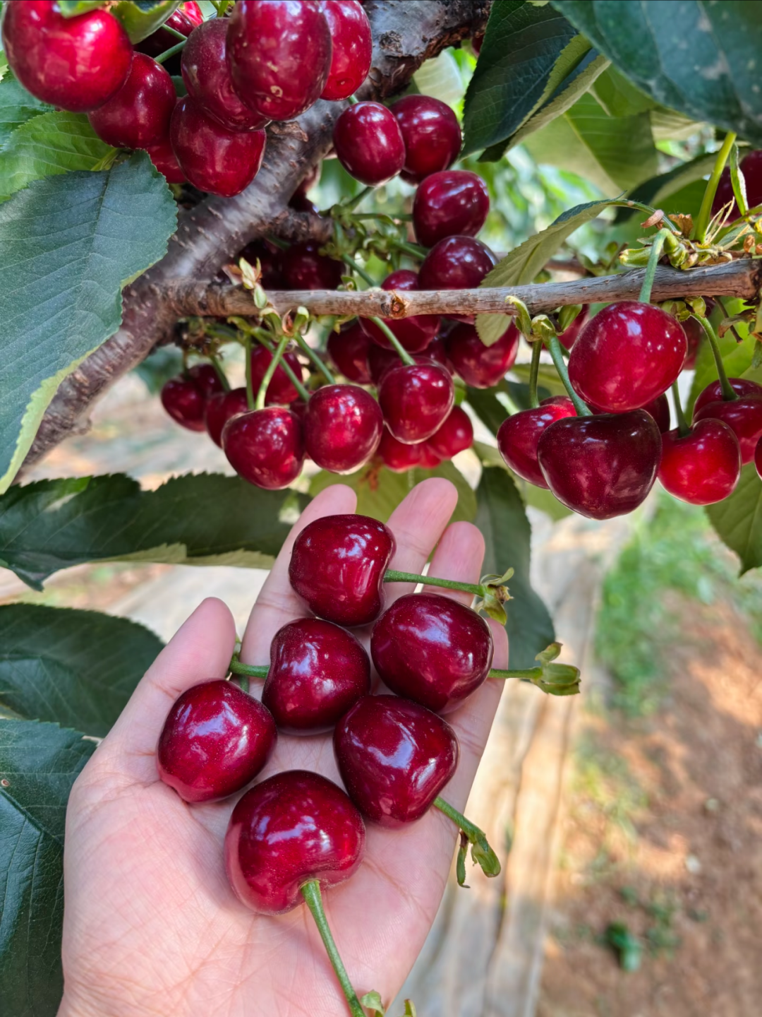 🍒 Graines de Cerises Douces 🌿 99% de Germination