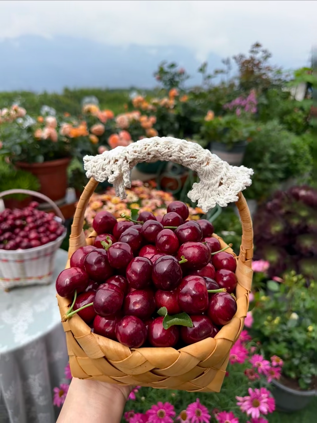 🍒 Graines de Cerises Douces 🌿 99% de Germination
