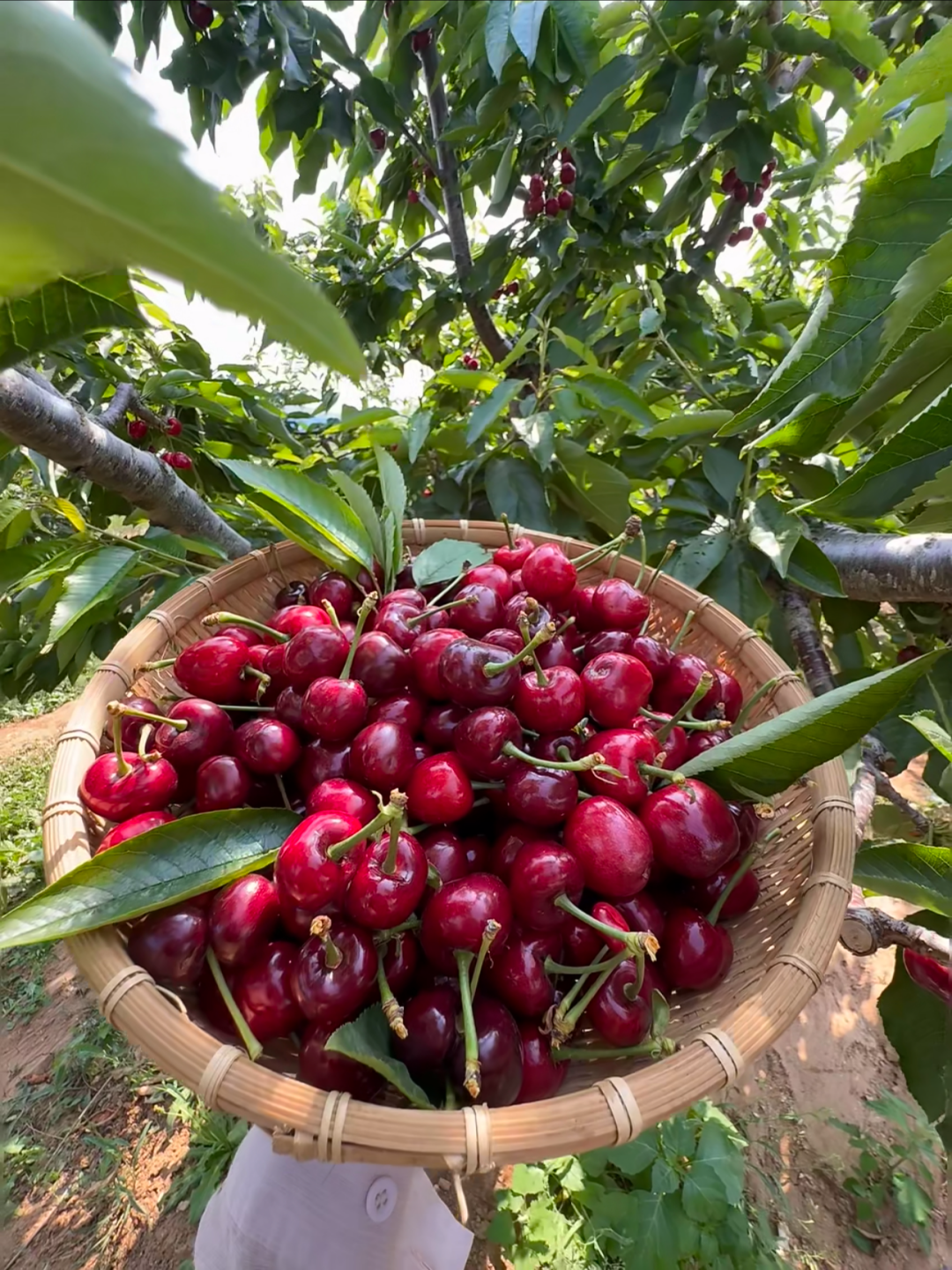 🍒 Graines de Cerises Douces 🌿 99% de Germination