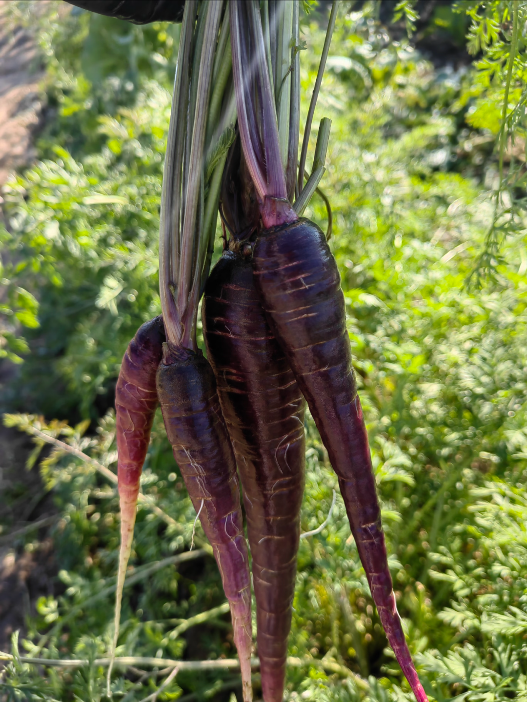 🥕 Carotte Jade Violet – Anthocyanes naturels, croquante et sucrée