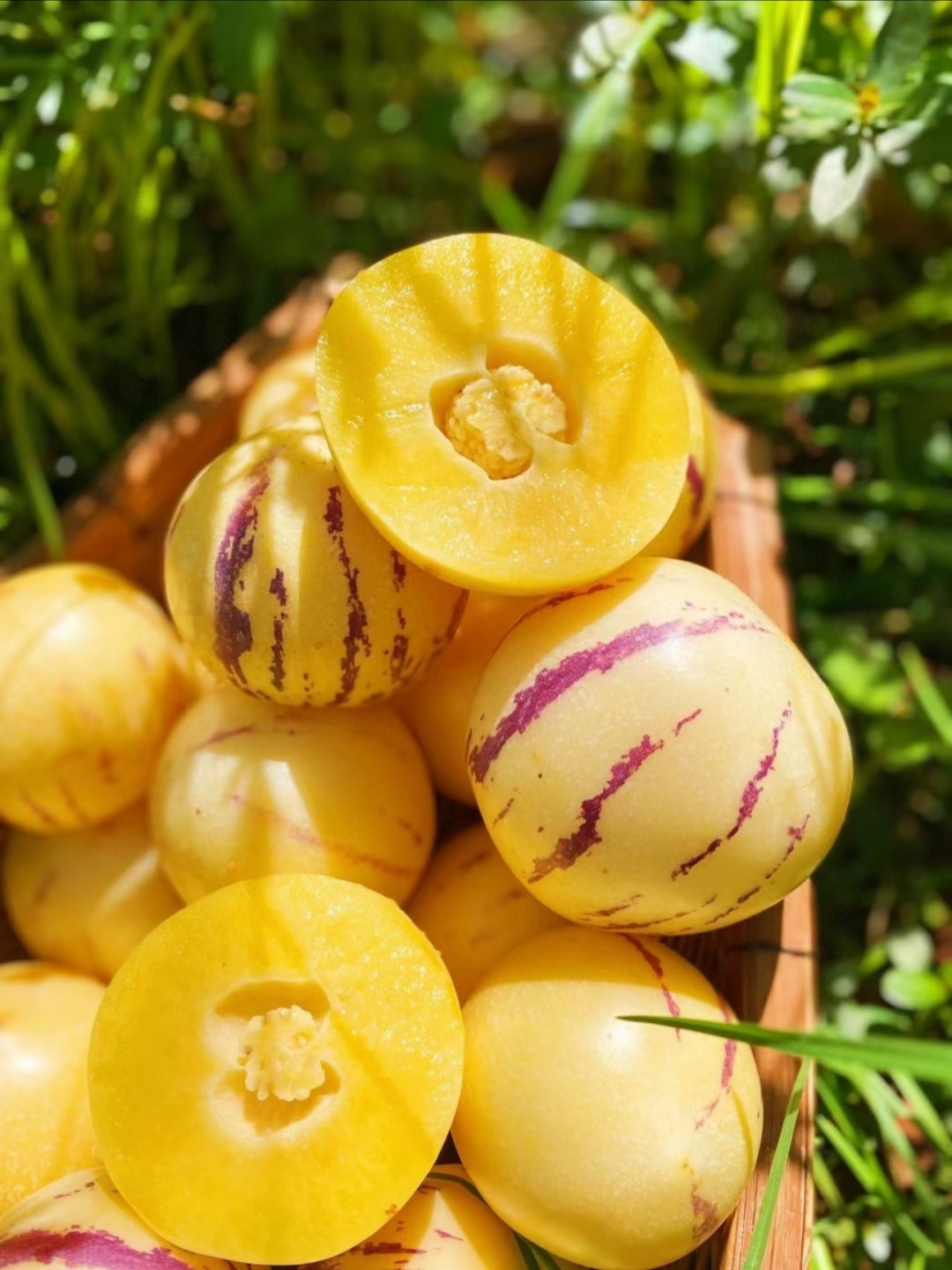 Graines de Pépino Melon 🍈 — Le fruit qui goûte le melon