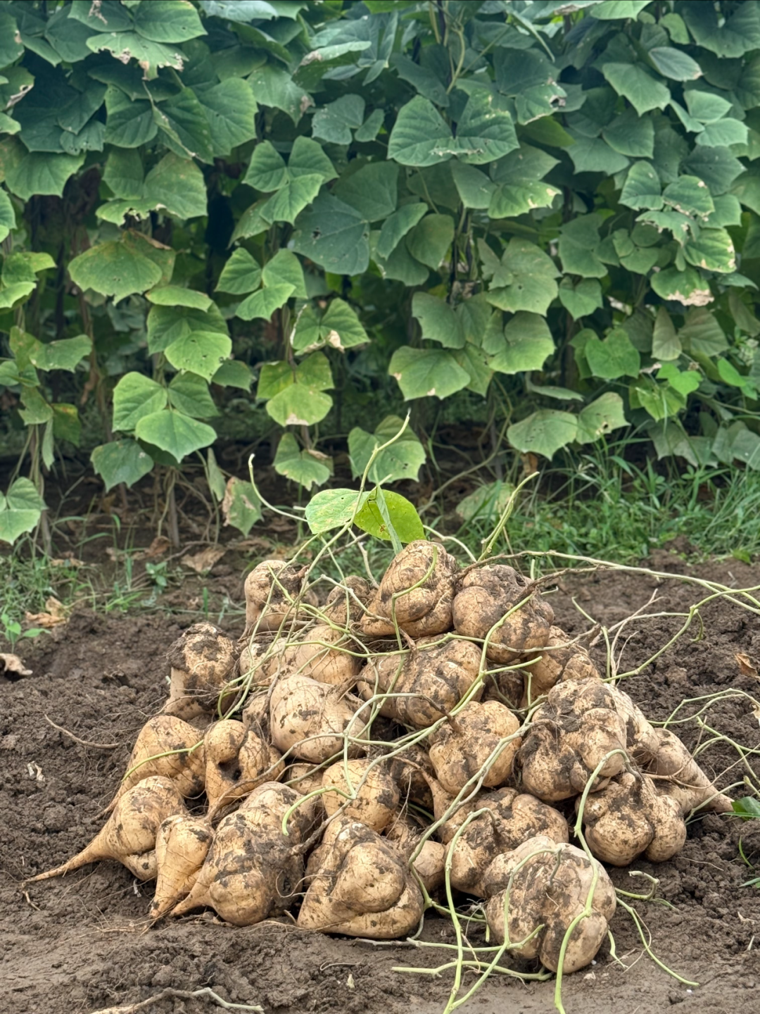 À cultiver chez soi — jicama croquant, juteux et naturellement sucré 🍠