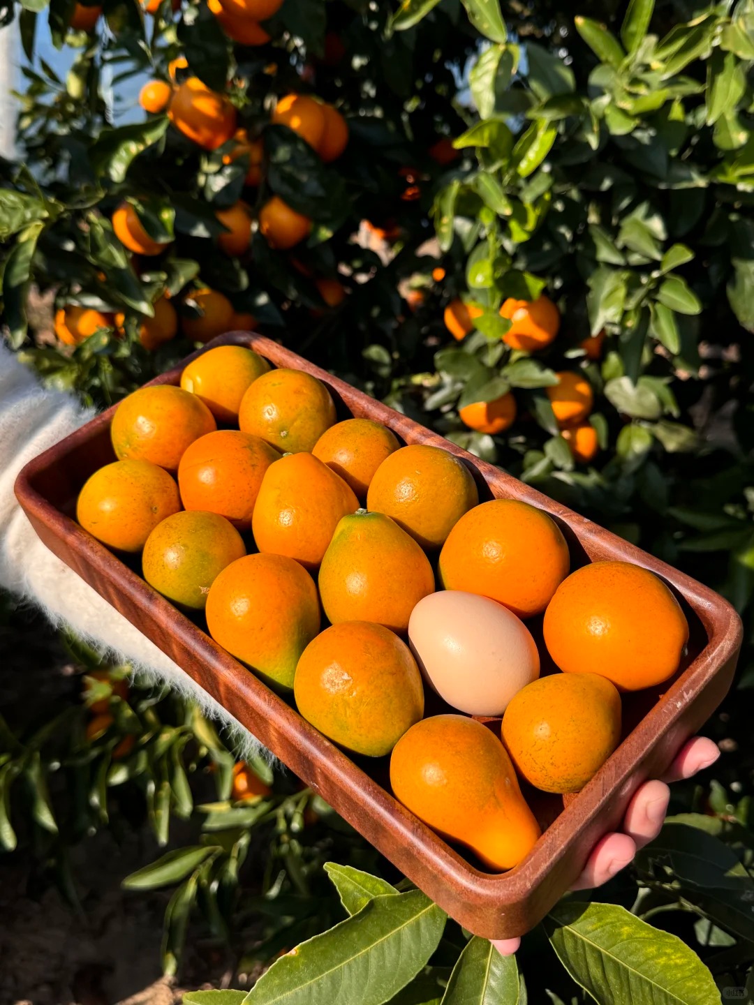 🍊 Graines de kumquat premium – Cultivez chez vous des agrumes nains 🍋, doux et parfumés 🌸✨