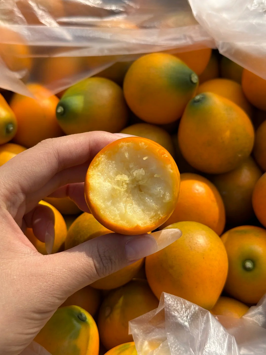 🍊 Graines de kumquat premium – Cultivez chez vous des agrumes nains 🍋, doux et parfumés 🌸✨