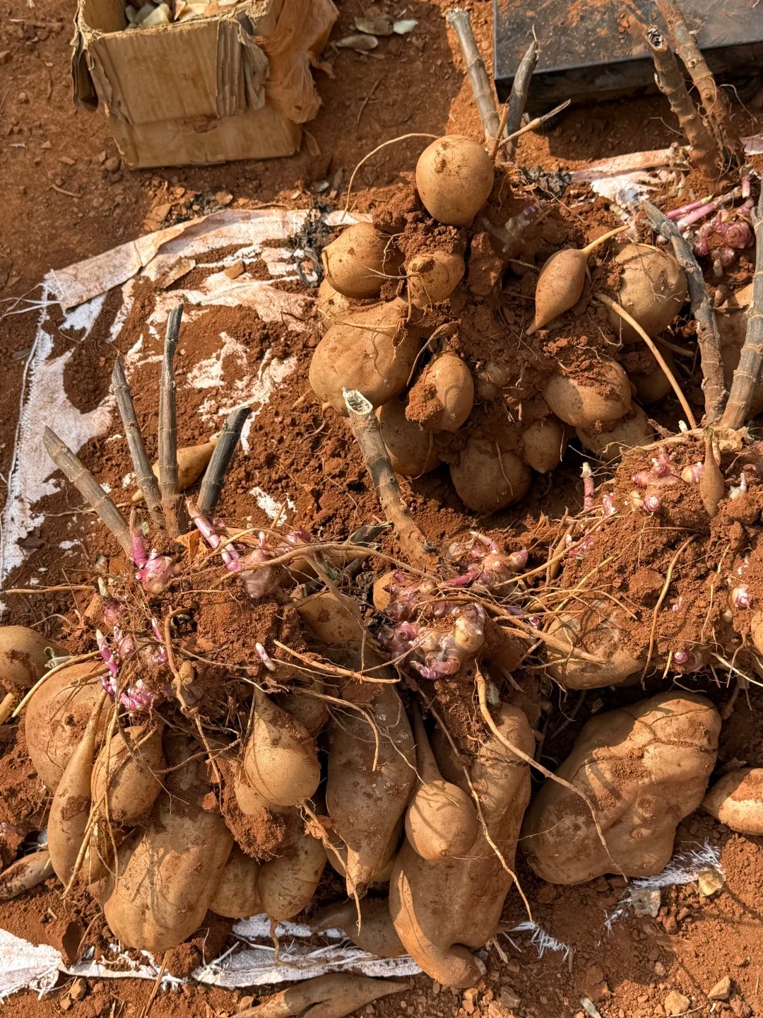 🌱 Graines de yacon bio – Peu sucré, bon pour le ventre 🦠