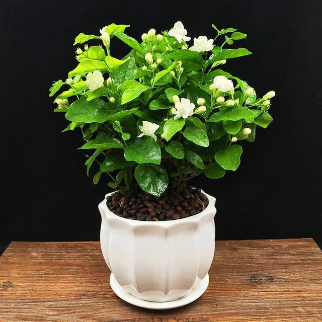 Double Jasmine Seeds