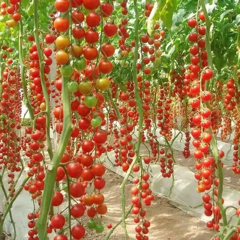 🍅 Pineapple Tomato Seeds – Sweet, Juicy, and Easy to Grow  Bring the joy of homegrown tomatoes to your garden or balcony!