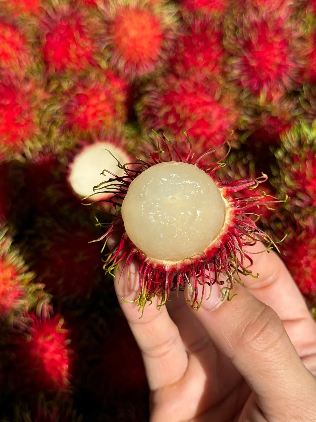 Rambutan | Fruit tropical exotique · Doux et juteux · Saveur rappelant le litchi 🍈🌴