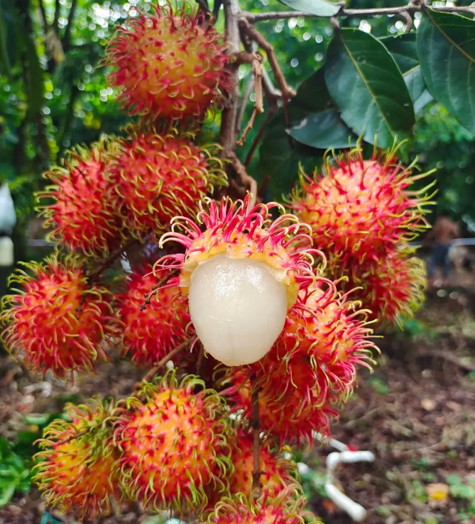 Rambutan | Fruit tropical exotique · Doux et juteux · Saveur rappelant le litchi 🍈🌴