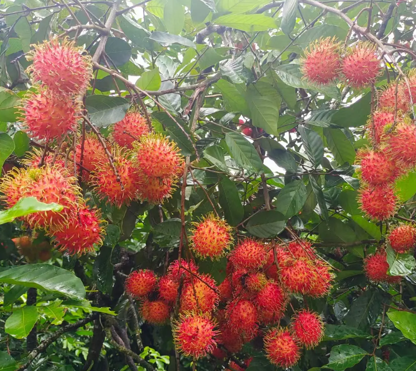 Rambutan | Fruit tropical exotique · Doux et juteux · Saveur rappelant le litchi 🍈🌴