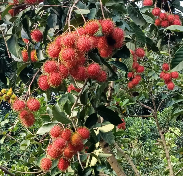 Rambutan | Fruit tropical exotique · Doux et juteux · Saveur rappelant le litchi 🍈🌴