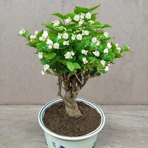 Double Jasmine Seeds