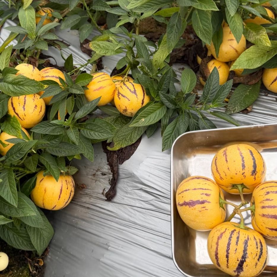 🌿 Graines de baies de ginseng — Faciles à cultiver 🌱
