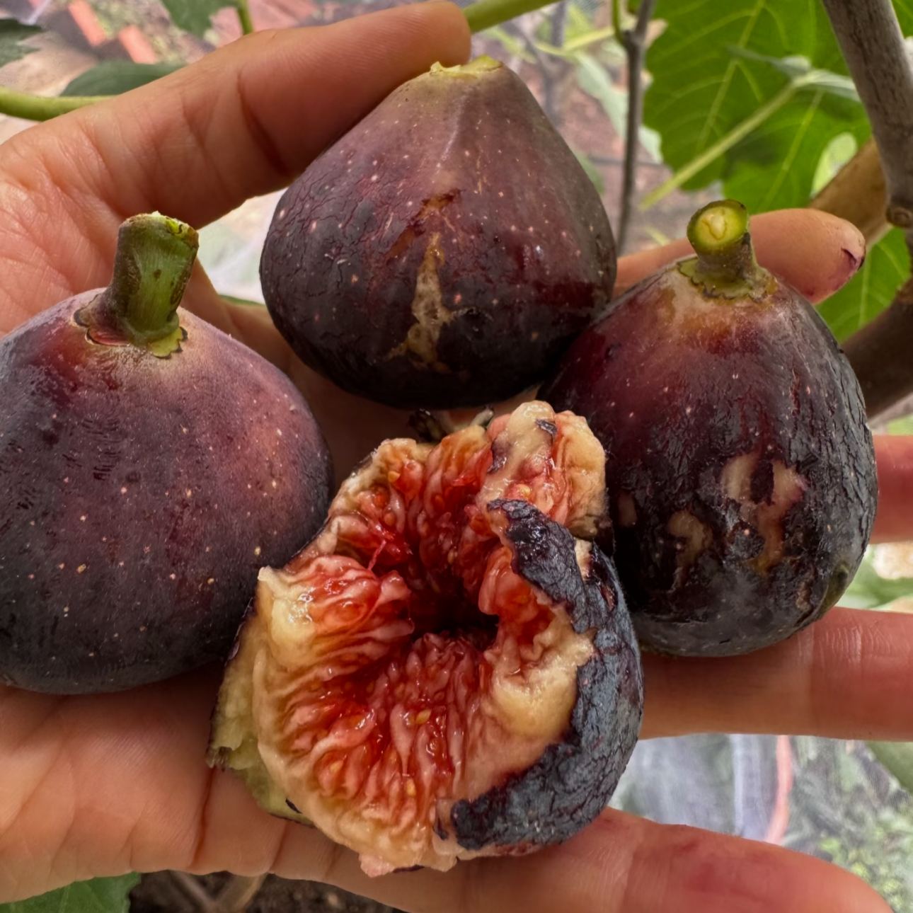 🌟 Graines de figuier – le bonbon qui pousse sur l’arbre