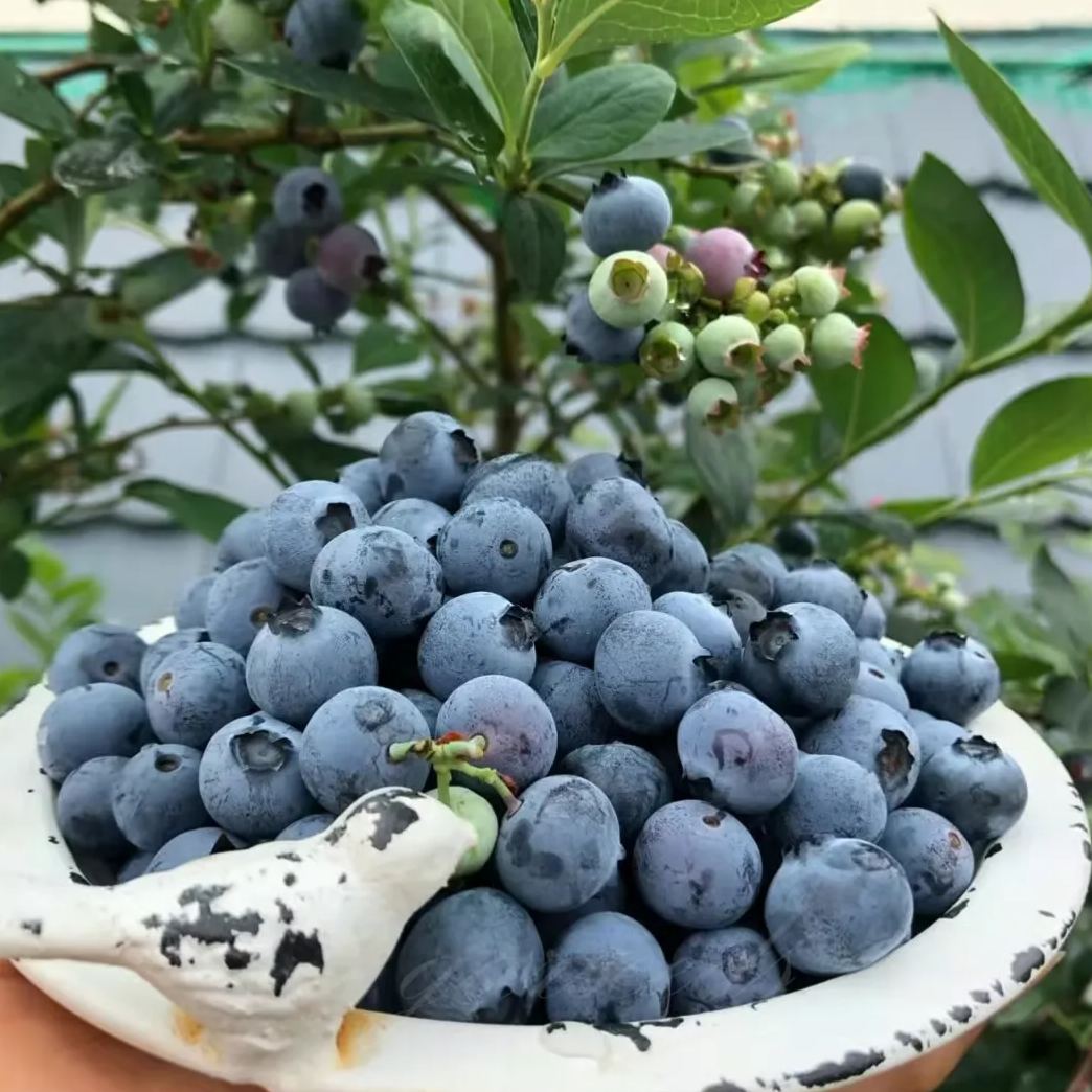 🍒 Graines de myrtilles géantes — Le roi des baies (4 saisons) 🍒