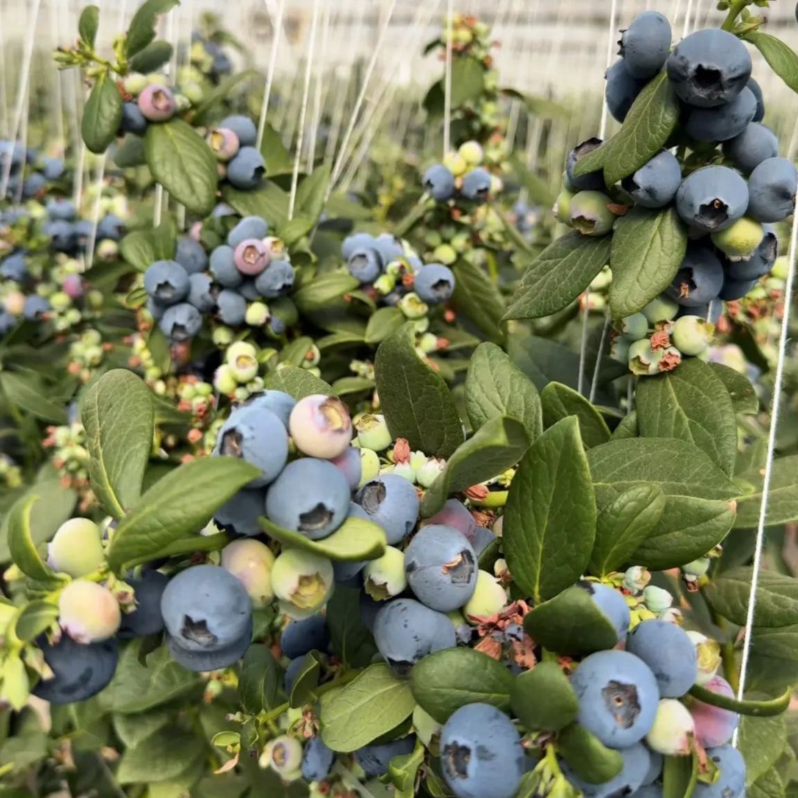 🍒 Graines de myrtilles géantes — Le roi des baies (4 saisons) 🍒