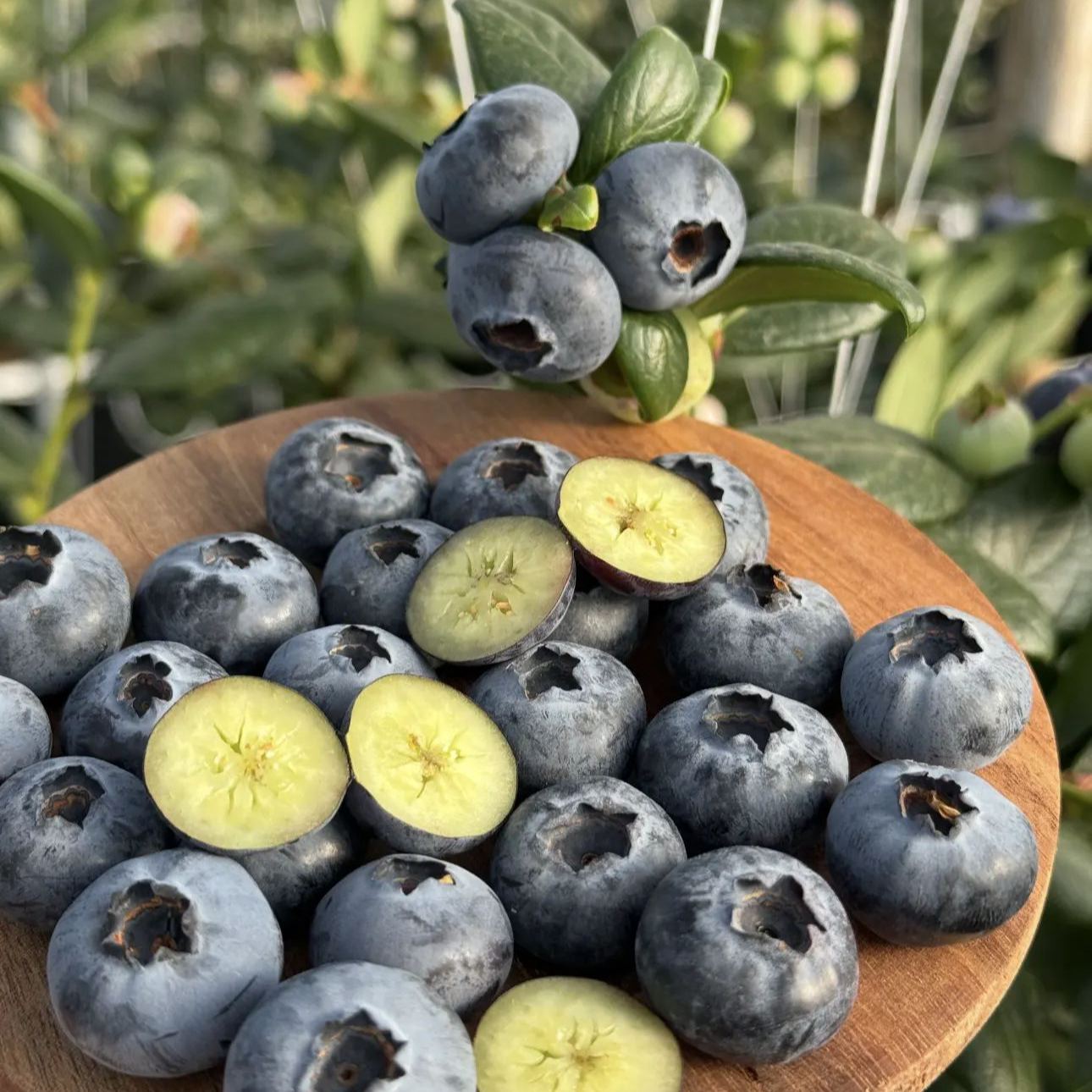 🍒 Graines de myrtilles géantes — Le roi des baies (4 saisons) 🍒