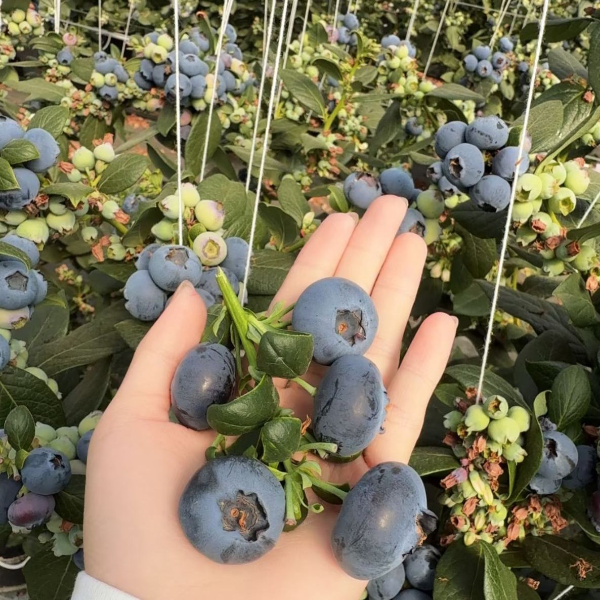 🍒 Graines de myrtilles géantes — Le roi des baies (4 saisons) 🍒