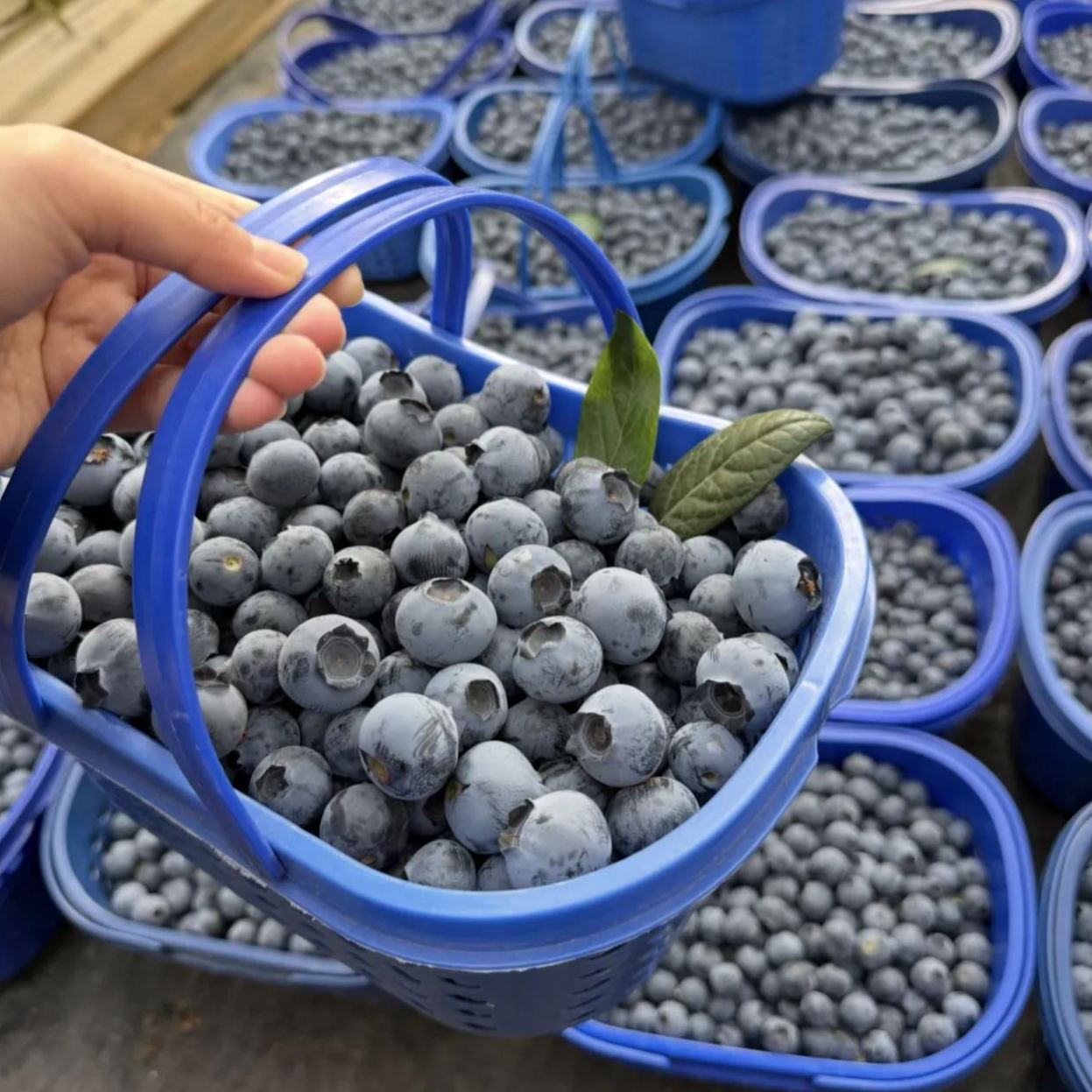 🍒 Graines de myrtilles géantes — Le roi des baies (4 saisons) 🍒