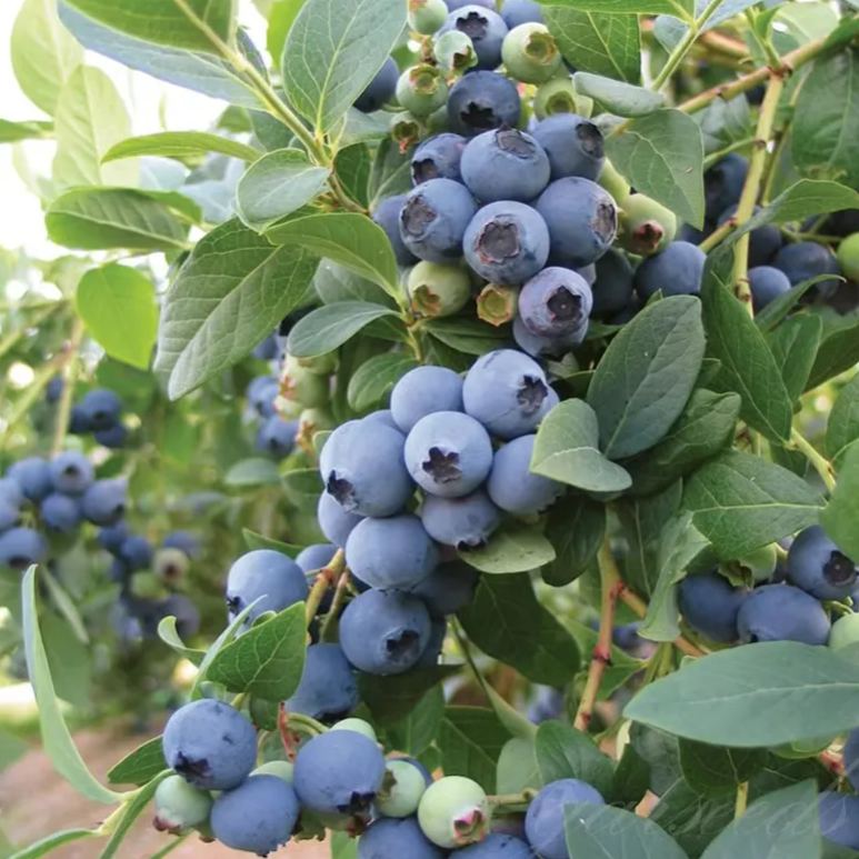 🍒 Graines de myrtilles géantes — Le roi des baies (4 saisons) 🍒