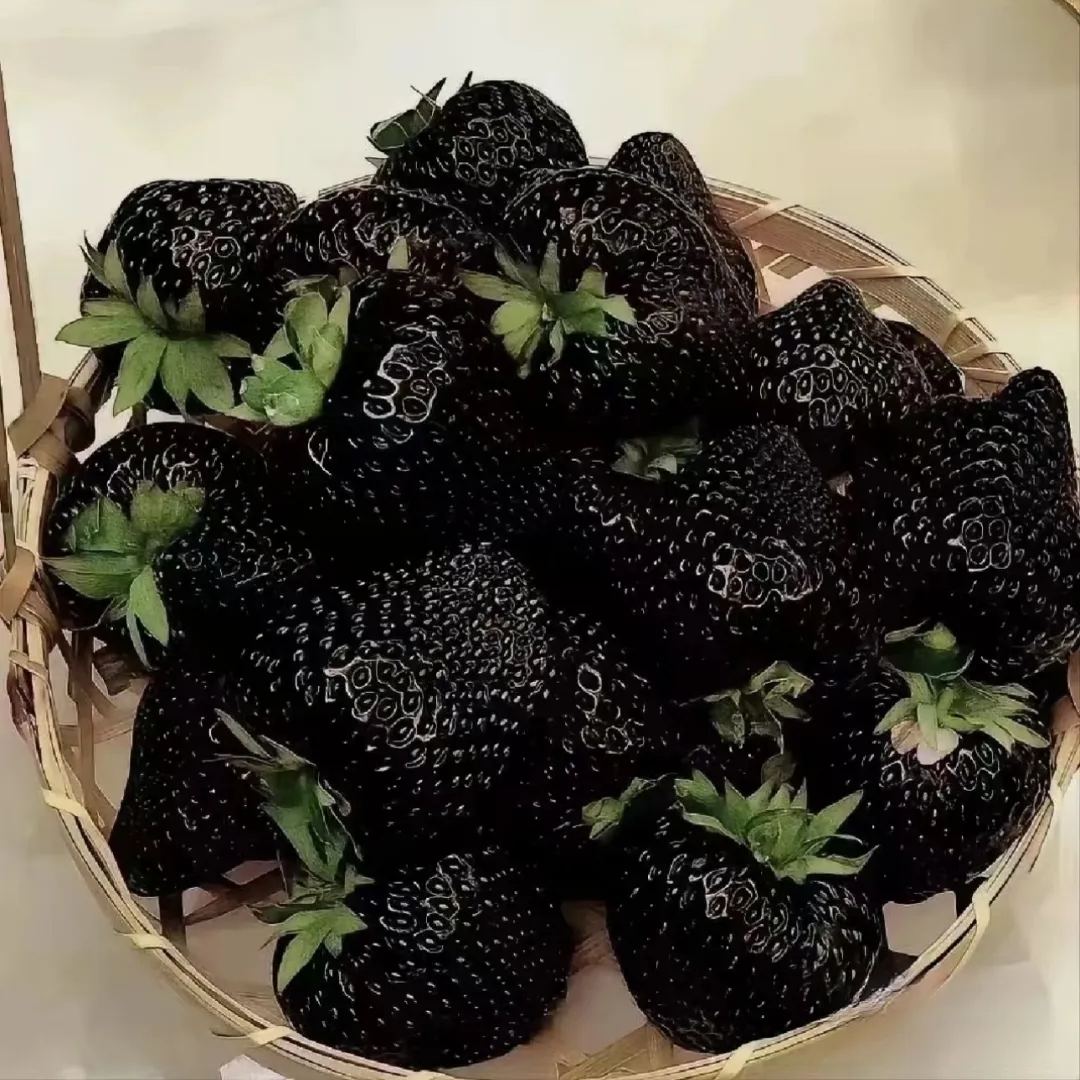 🍓 Graines de fraises géantes Black Diamond – Ultra-sucrées ! Pleines de nutriments 💪 ✨
