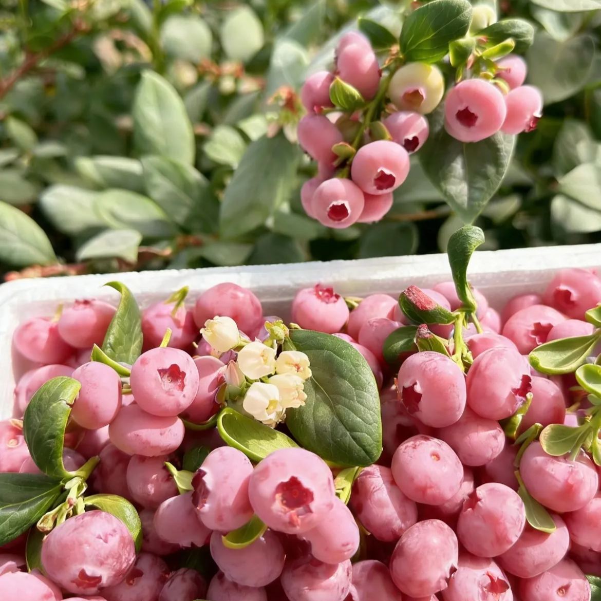 Pink Bliss Blueberry seeds - Double the sweetness