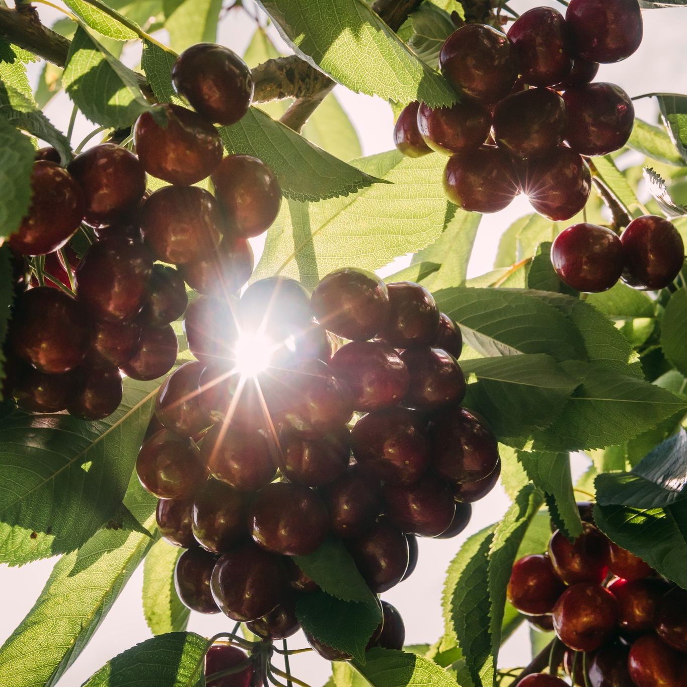 🍒 Graines de Cerises Douces 🌿 99% de Germination