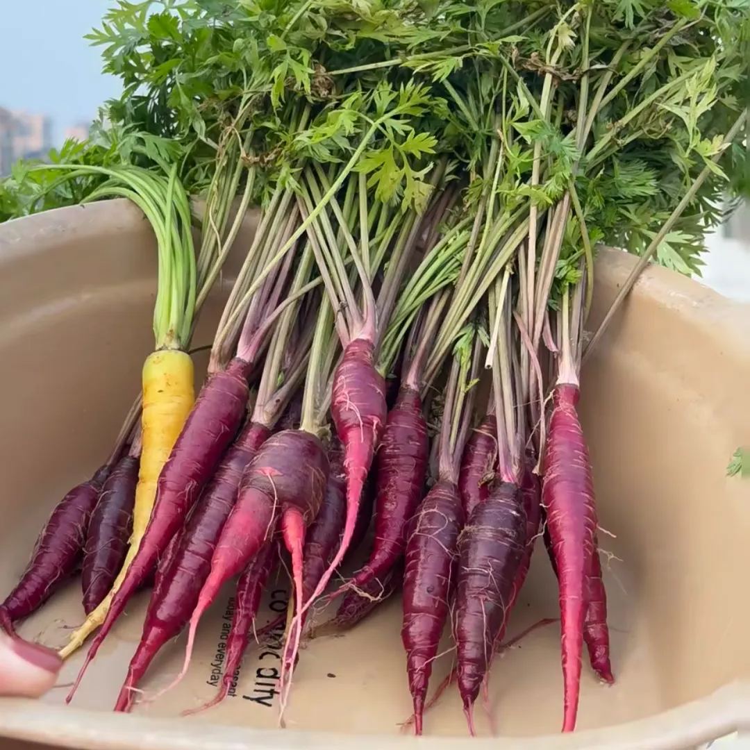🥕 Carotte Jade Violet – Anthocyanes naturels, croquante et sucrée