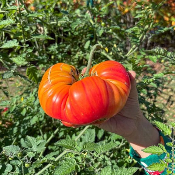 🍅 Pineapple Tomato Seeds – Sweet, Juicy, and Easy to Grow  Bring the joy of homegrown tomatoes to your garden or balcony!