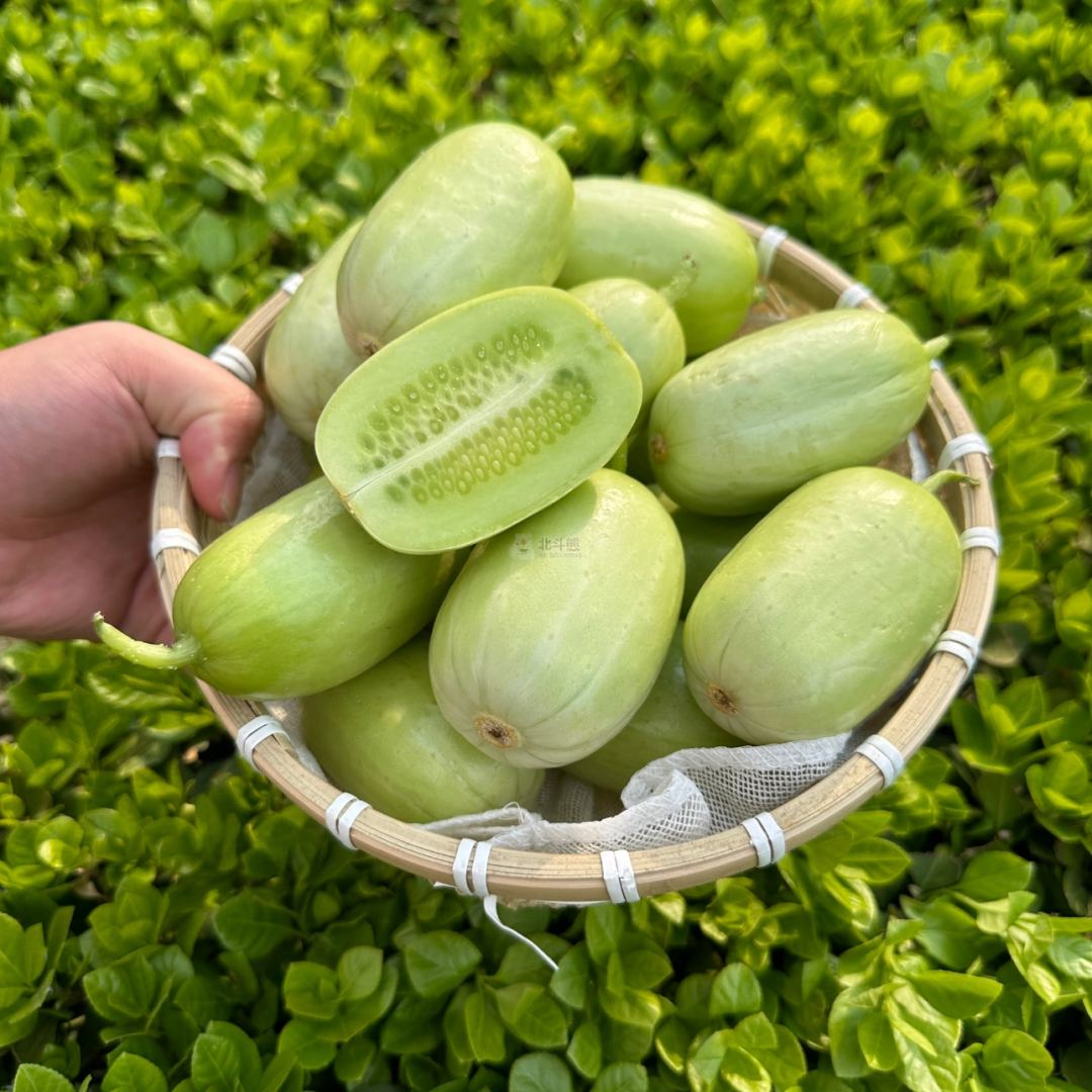 🥒 Graines de concombre « Yùnǚ » | Sans OGM | Mini concombre doux et croquant