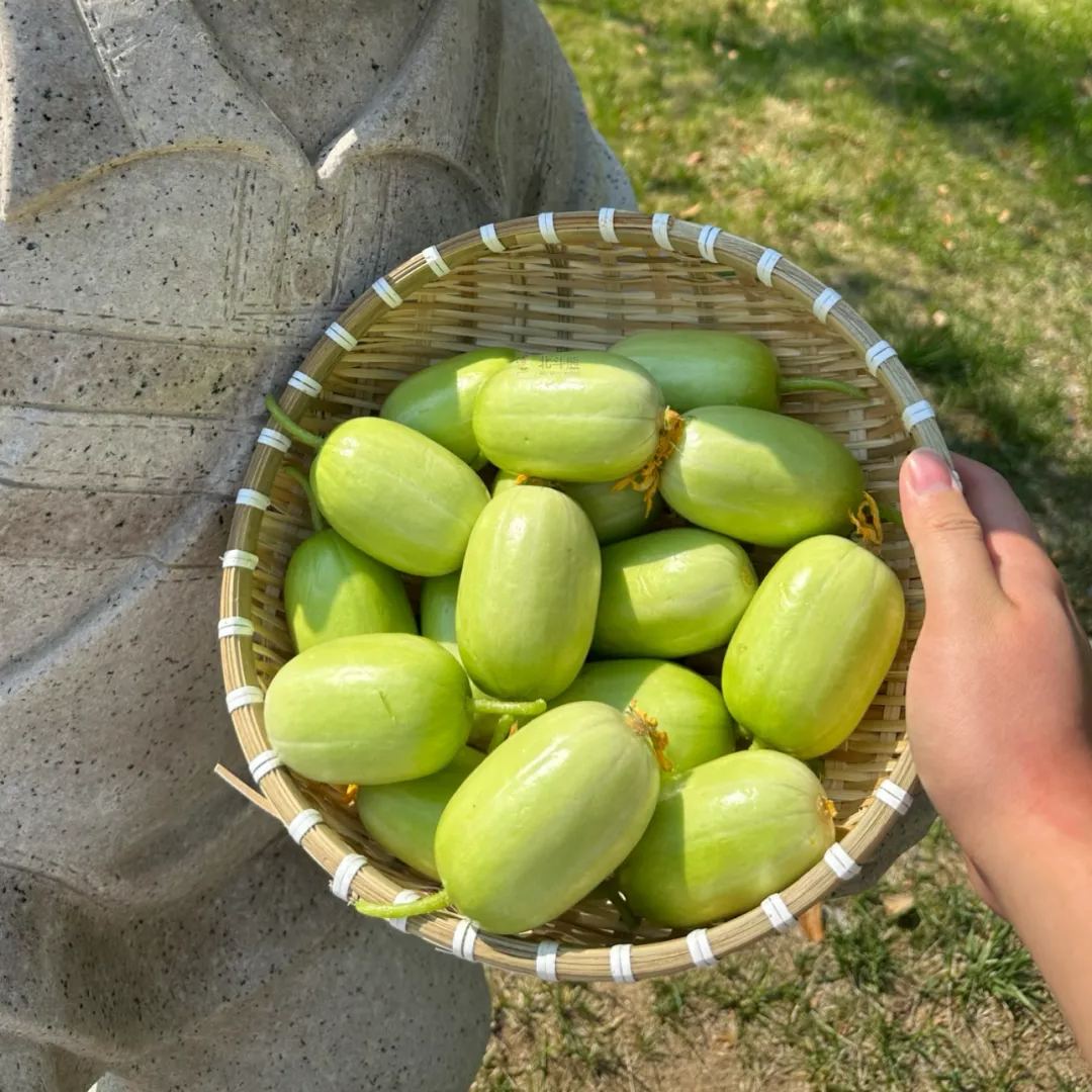 🥒 Graines de concombre « Yùnǚ » | Sans OGM | Mini concombre doux et croquant