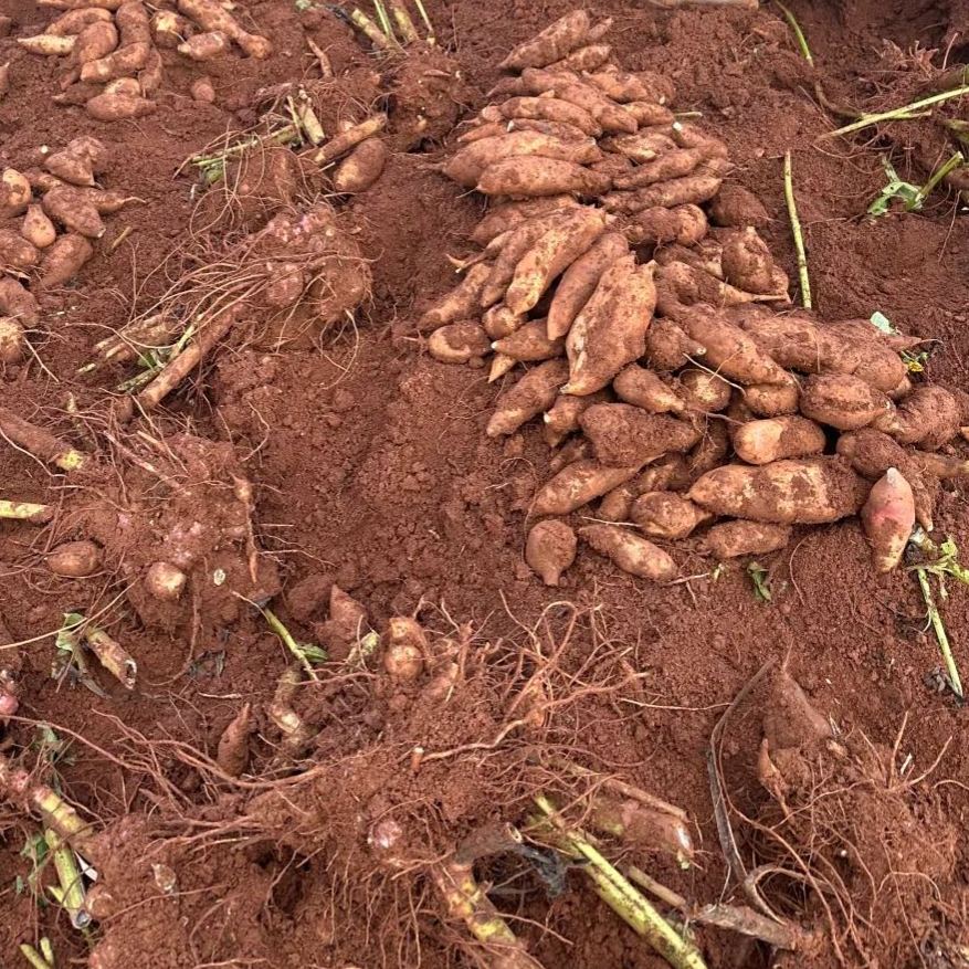 🌱 Graines de yacon bio – Peu sucré, bon pour le ventre 🦠