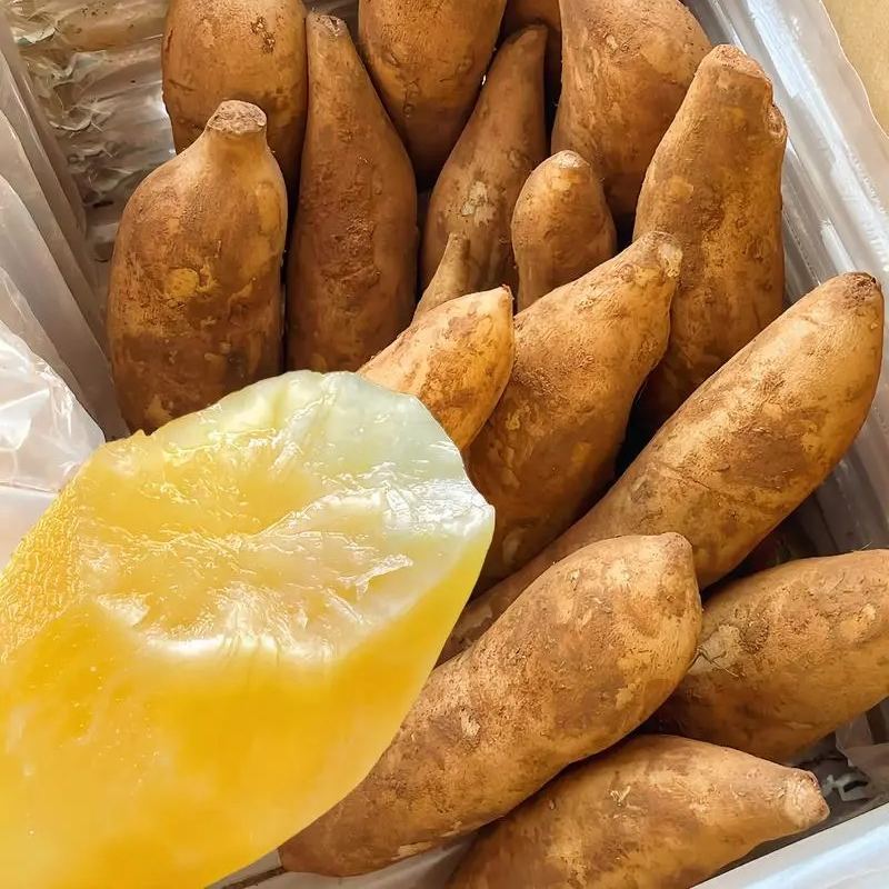 🌱 Graines de yacon bio – Peu sucré, bon pour le ventre 🦠