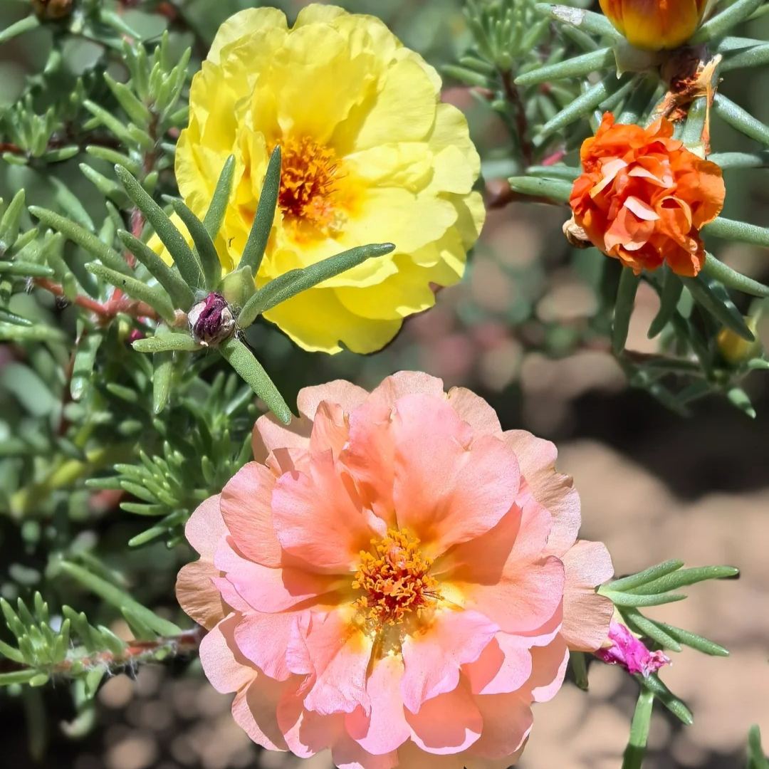 🌸 Graines de Moss Rose – 🌿 Vivace / Grandes fleurs / Facile à cultiver