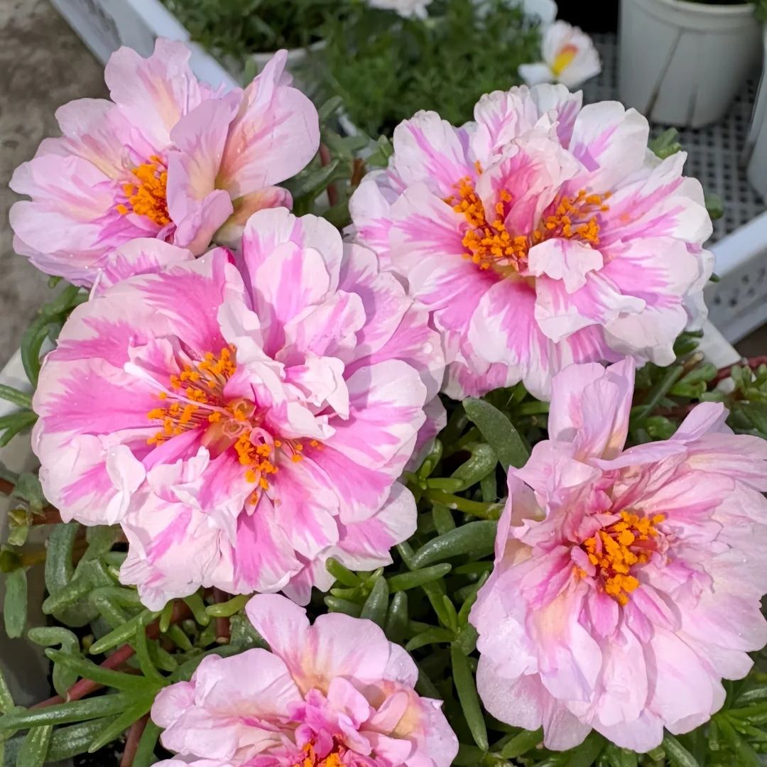 🌸 Graines de Moss Rose – 🌿 Vivace / Grandes fleurs / Facile à cultiver