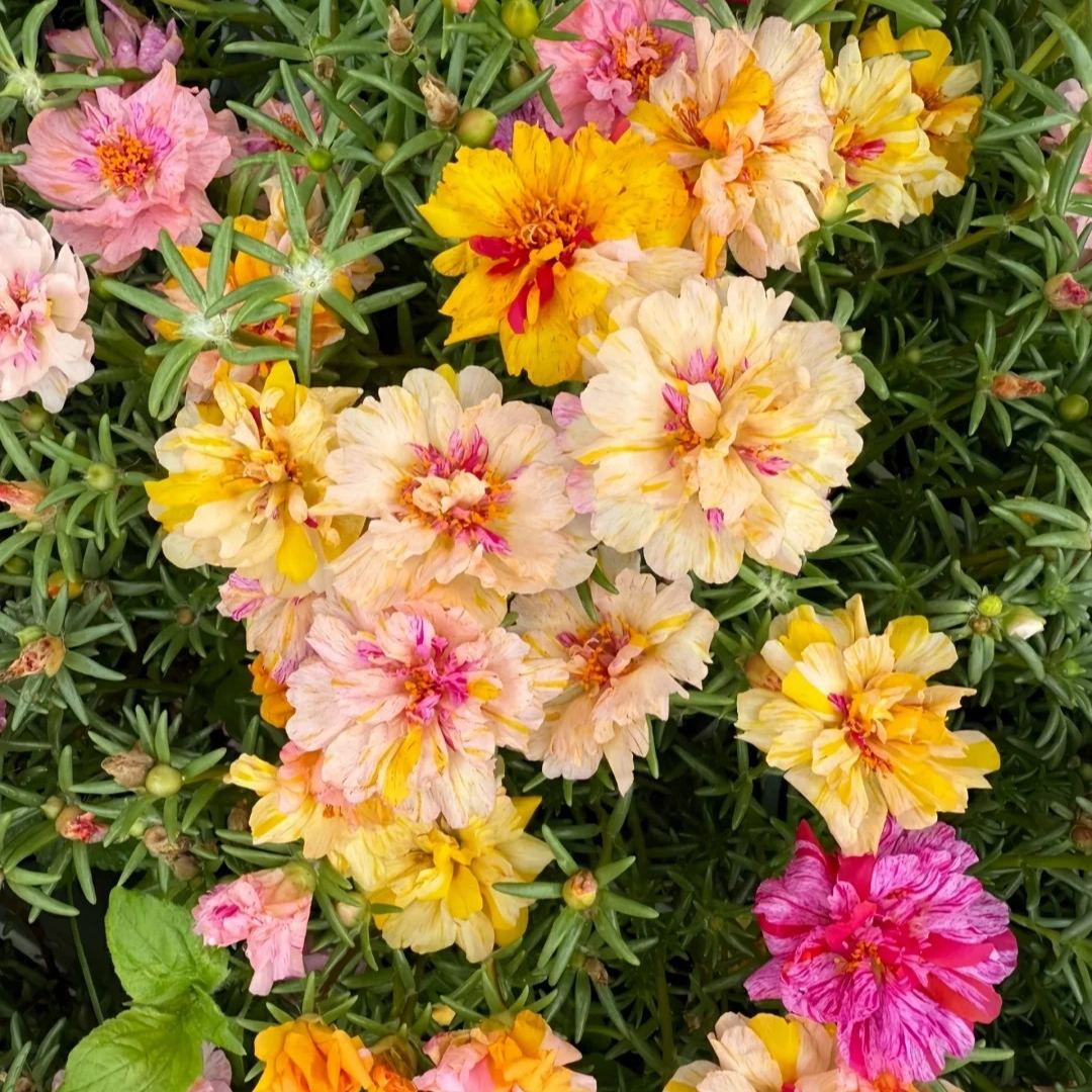 🌸 Graines de Moss Rose – 🌿 Vivace / Grandes fleurs / Facile à cultiver
