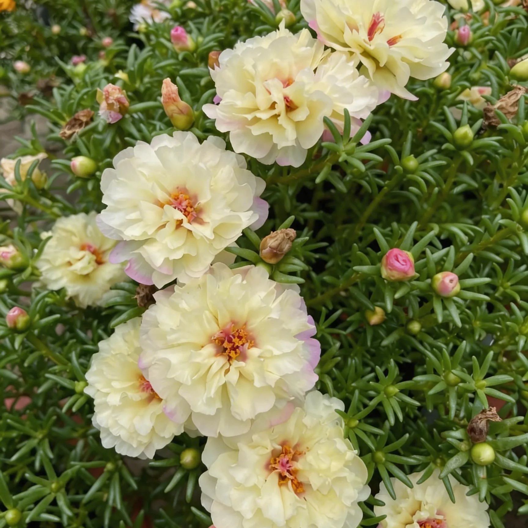 🌸 Graines de Moss Rose – 🌿 Vivace / Grandes fleurs / Facile à cultiver