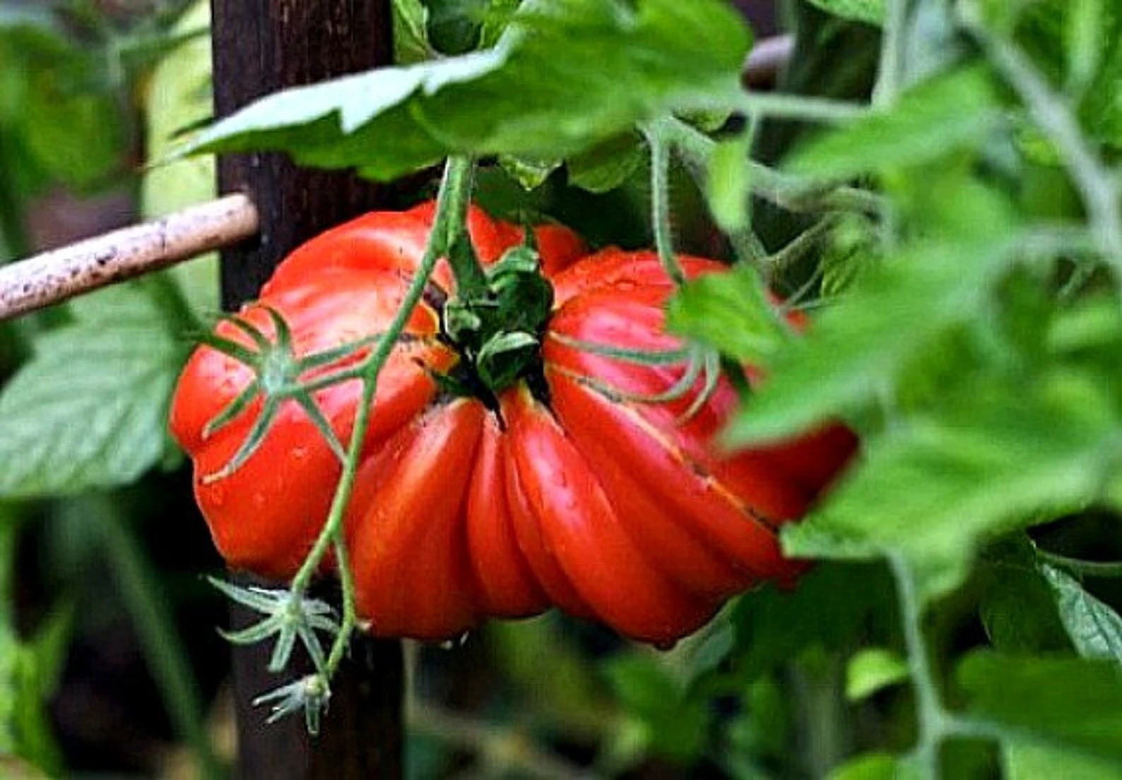 🍅 Pineapple Tomato Seeds – Sweet, Juicy, and Easy to Grow  Bring the joy of homegrown tomatoes to your garden or balcony!