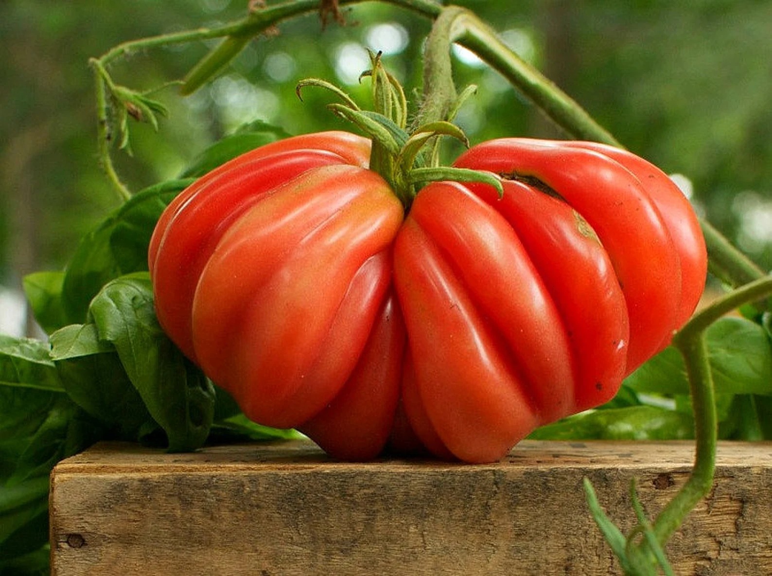 🍅 Pineapple Tomato Seeds – Sweet, Juicy, and Easy to Grow  Bring the joy of homegrown tomatoes to your garden or balcony!